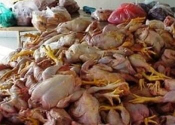 dead chicken meat in Karachi
