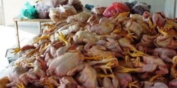 dead chicken meat in Karachi