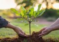 Heatwave and Tree Plantation: A Growing Necessity for Karachi