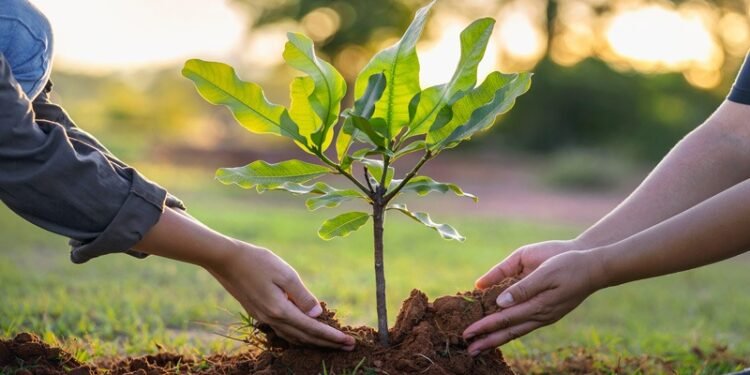 Heatwave and Tree Plantation: A Growing Necessity for Karachi