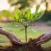 Heatwave and Tree Plantation: A Growing Necessity for Karachi